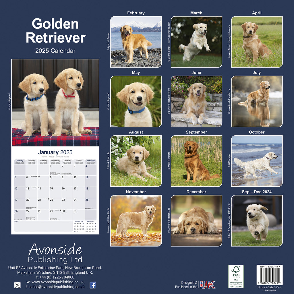 Golden Retriever Calendar 2025 Avonside Publishing Ltd