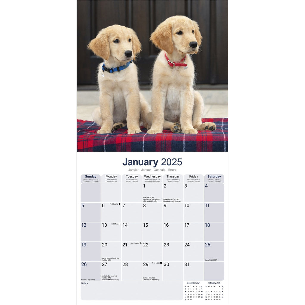 Golden Retriever Calendar 2025 Avonside Publishing Ltd