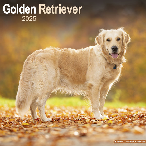 Golden Retriever Calendar 2025