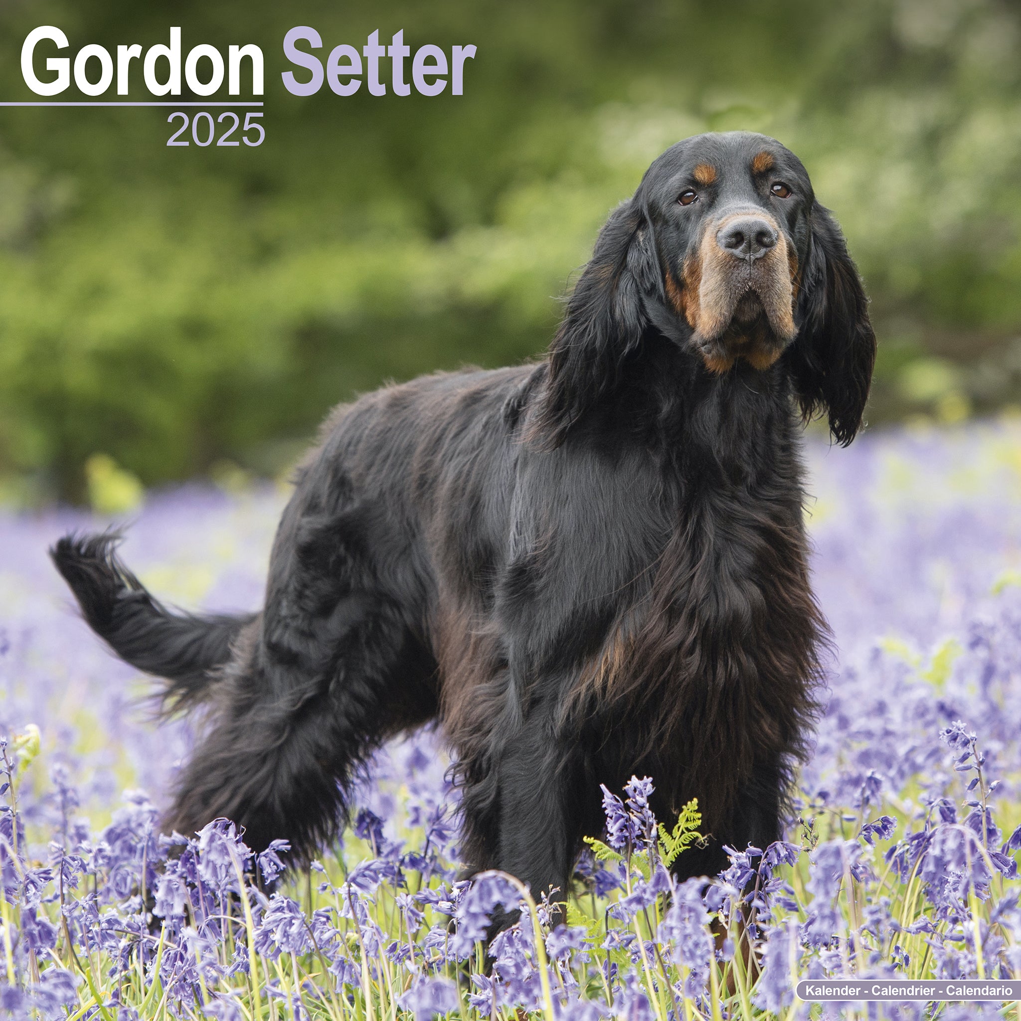 Gordon Setter Calendar 2025 Avonside Publishing Ltd