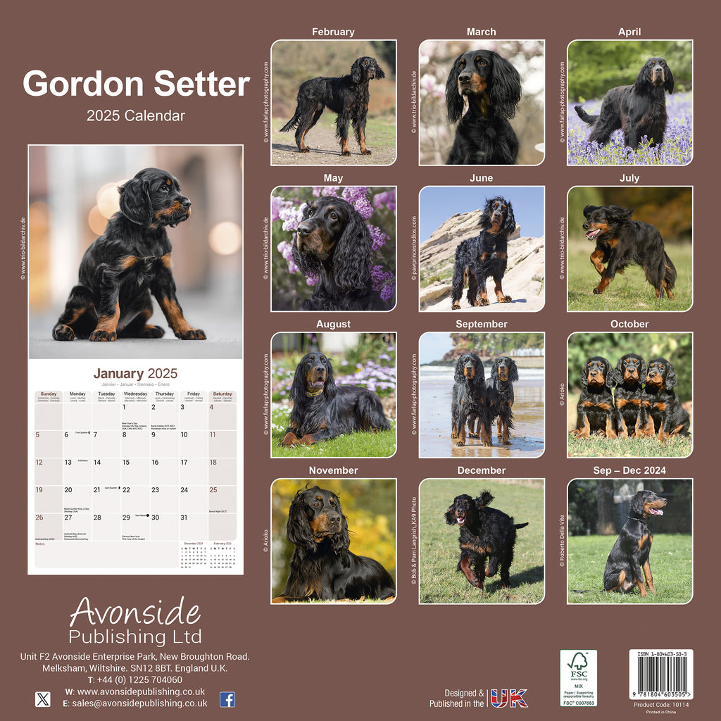 Gordon Setter Calendar 2025 Avonside Publishing Ltd