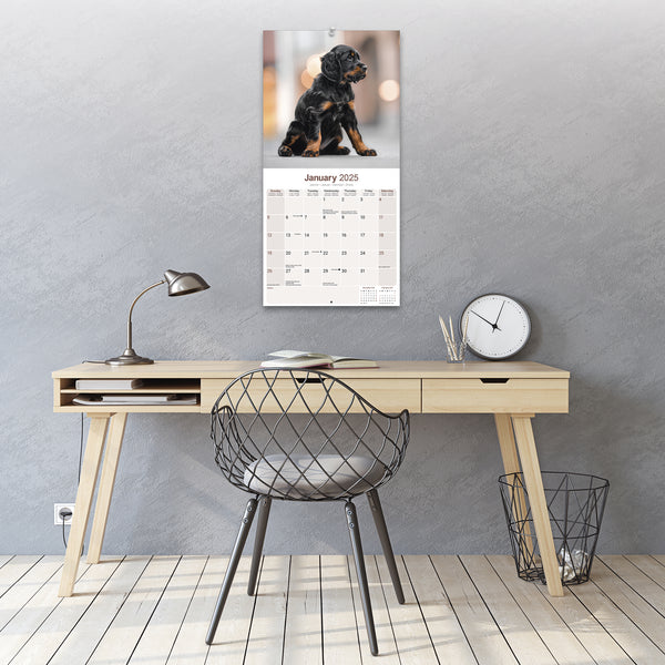 Gordon Setter Calendar 2025 Avonside Publishing Ltd