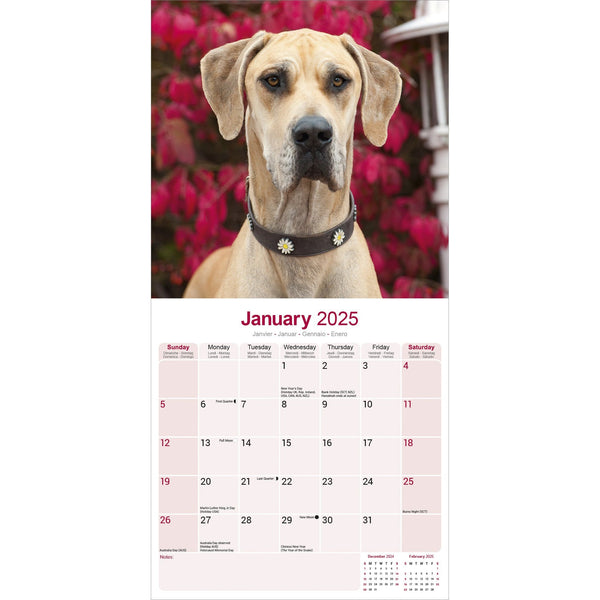 Great Dane Calendar 2025