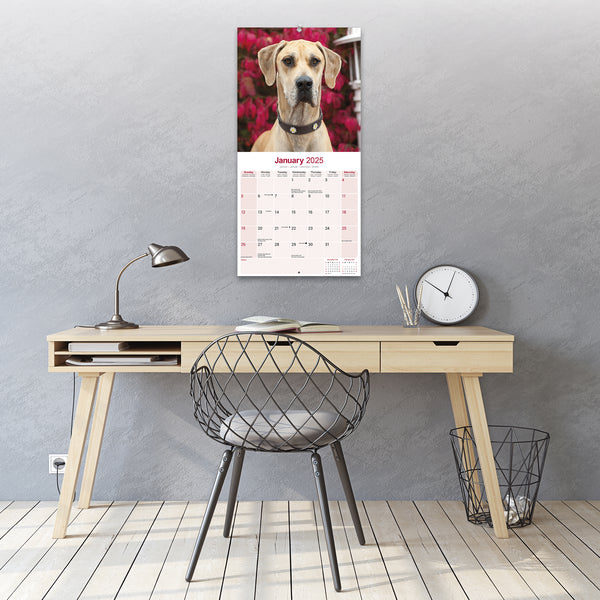 Great Dane Calendar 2025