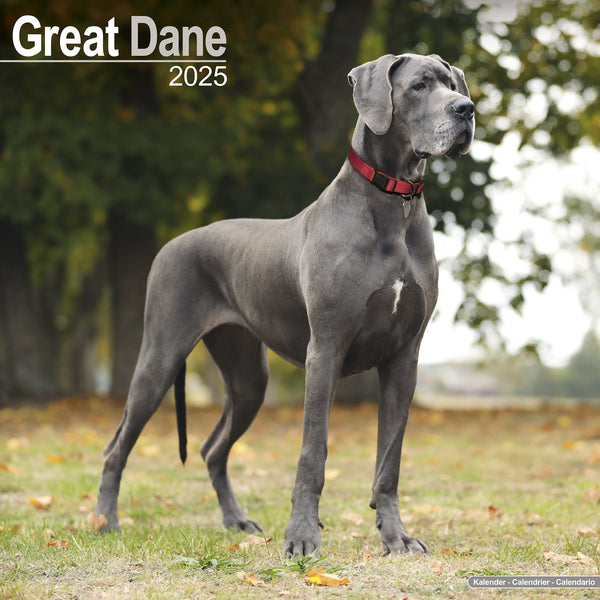 Great Dane Calendar 2025