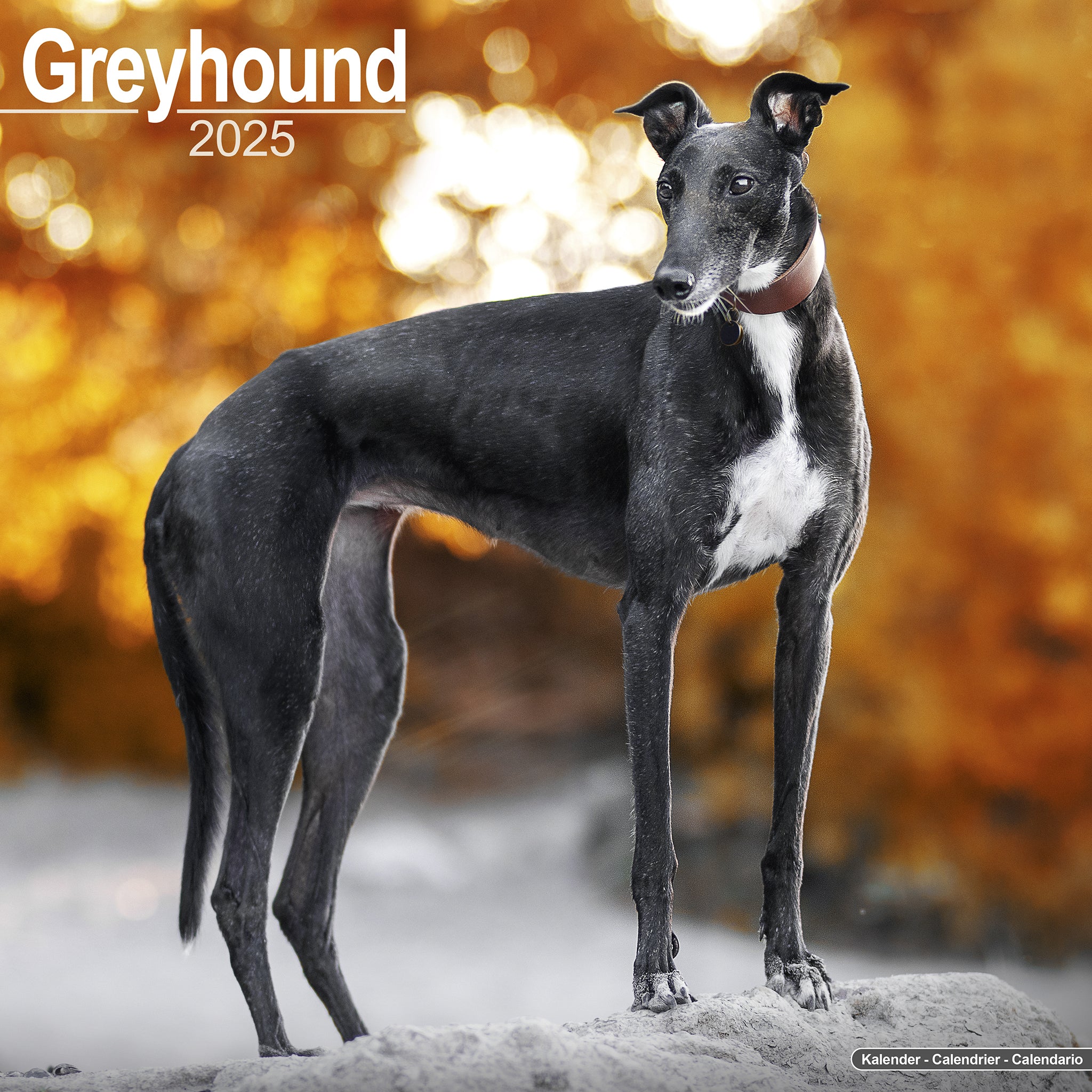 Greyhound Calendar 2025 Avonside Publishing Ltd