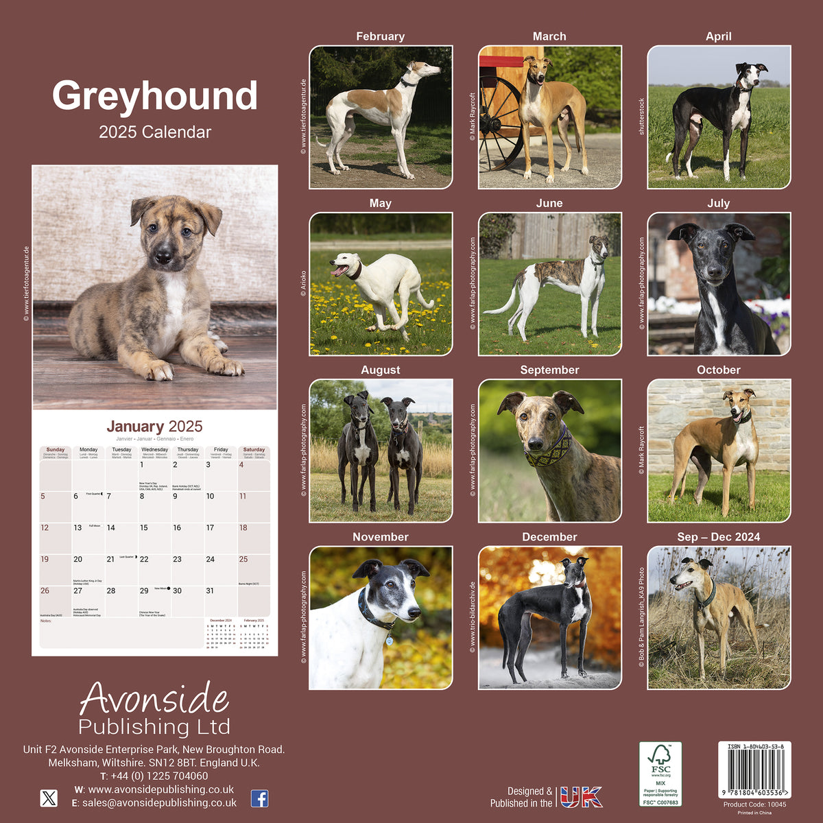 Greyhound Calendar 2025 Avonside Publishing Ltd