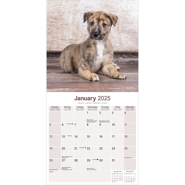 Greyhound Calendar 2025