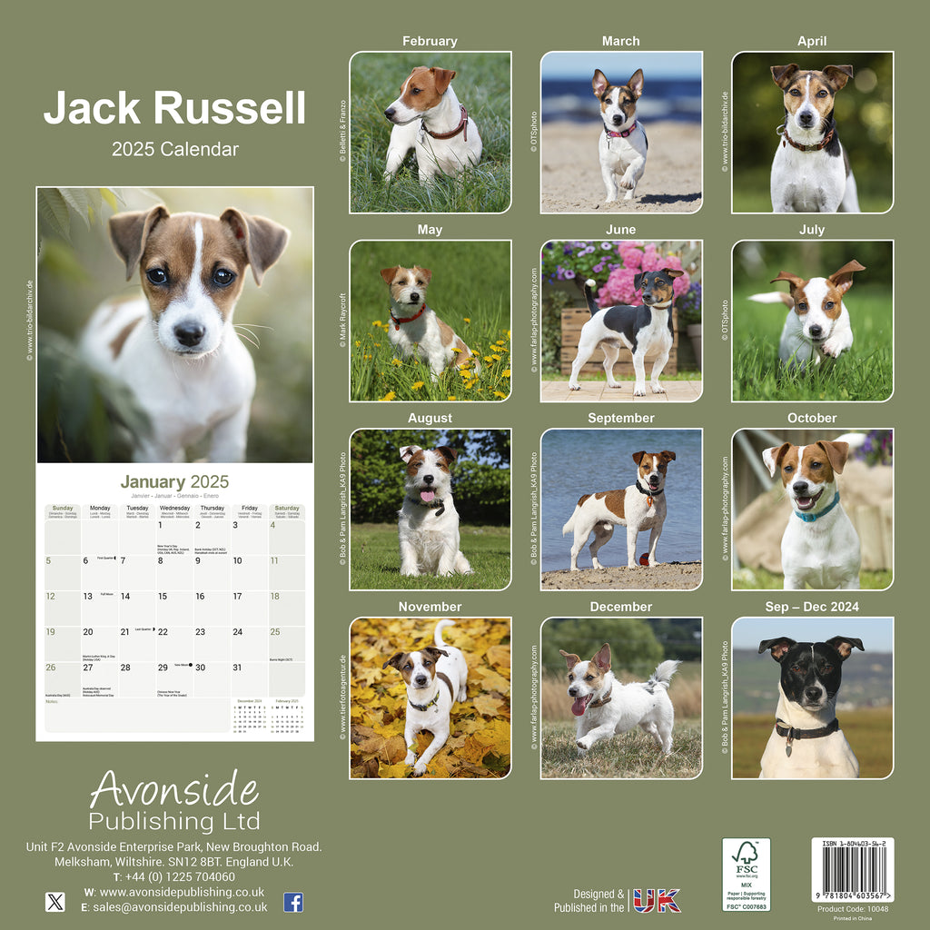 Jack Russell Calendar 2025 Avonside Publishing Ltd Jack Russell Calendar 2025