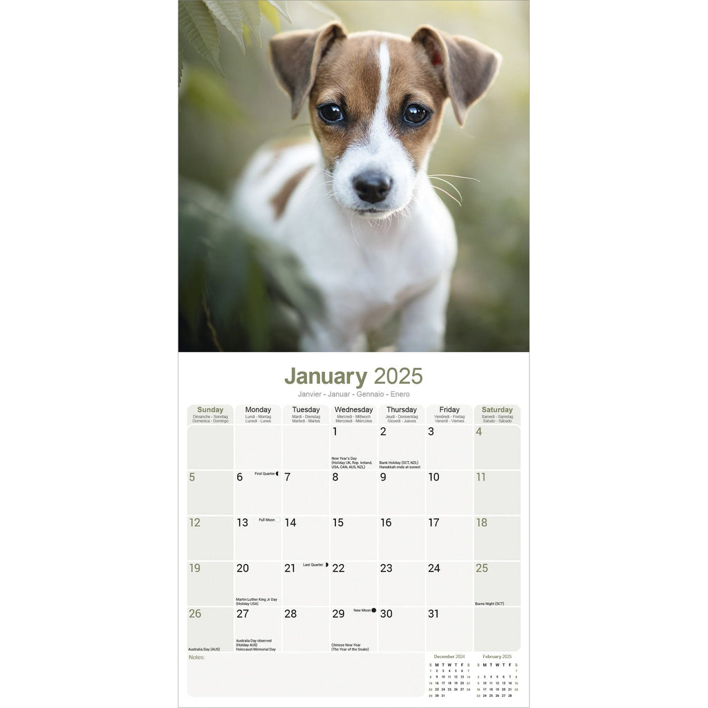 Jack Russell Calendar 2025 Avonside Publishing Ltd