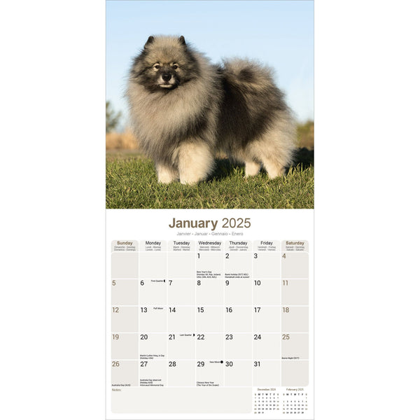 Keeshond Calendar 2025