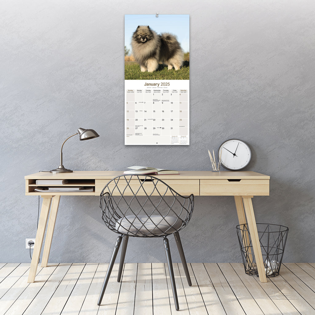 Keeshond Calendar 2025 Avonside Publishing Ltd