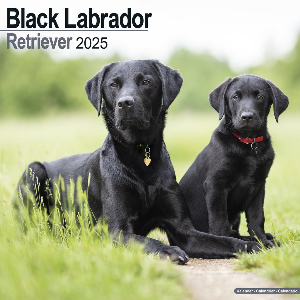 Black Labrador Retriever Calendar 2025 Avonside Publishing Ltd