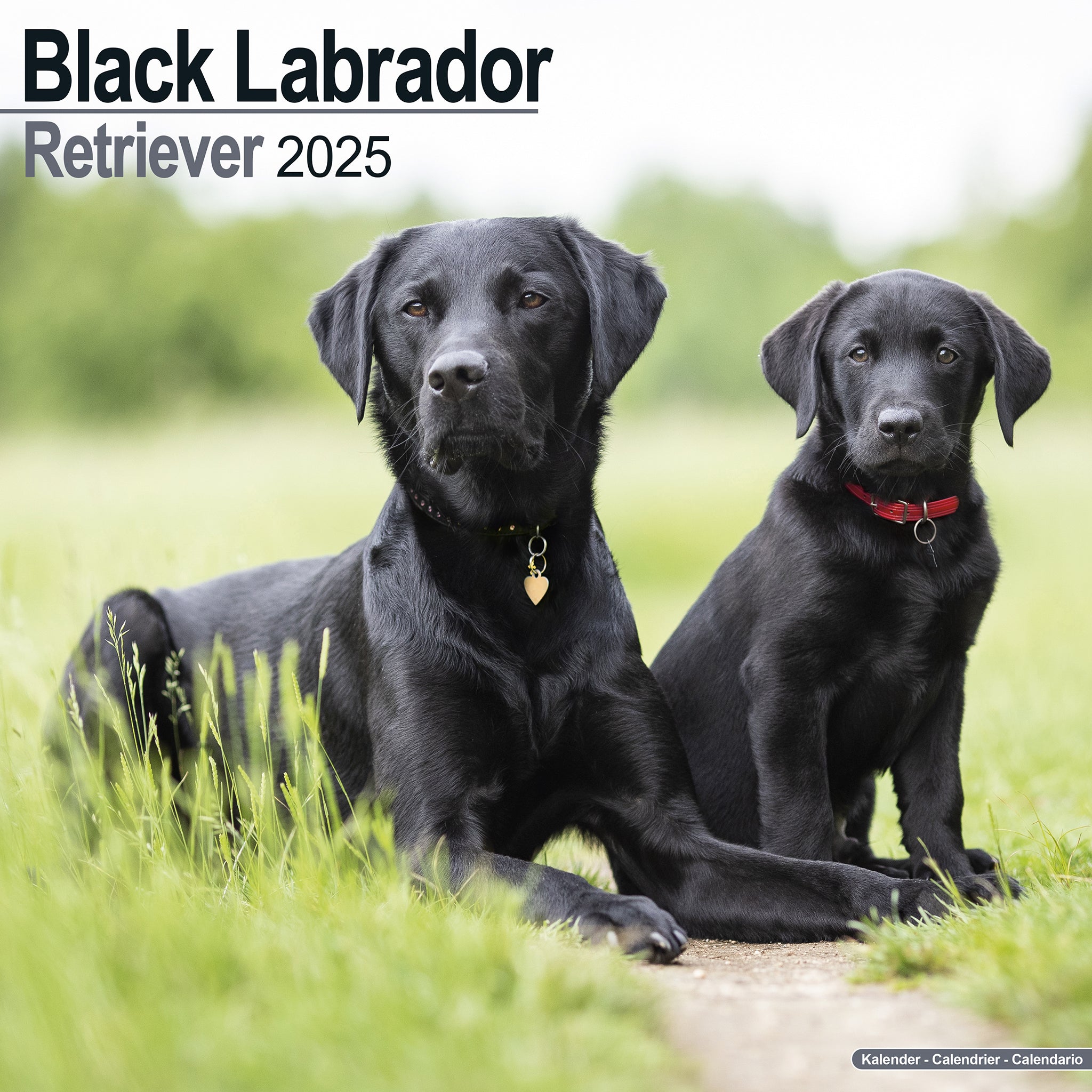 Black Labrador Retriever Calendar 2025