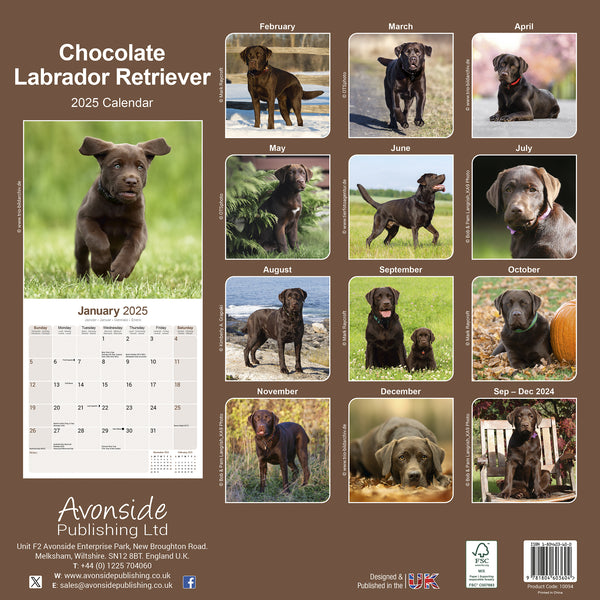 Chocolate Labrador Retriever Calendar 2025