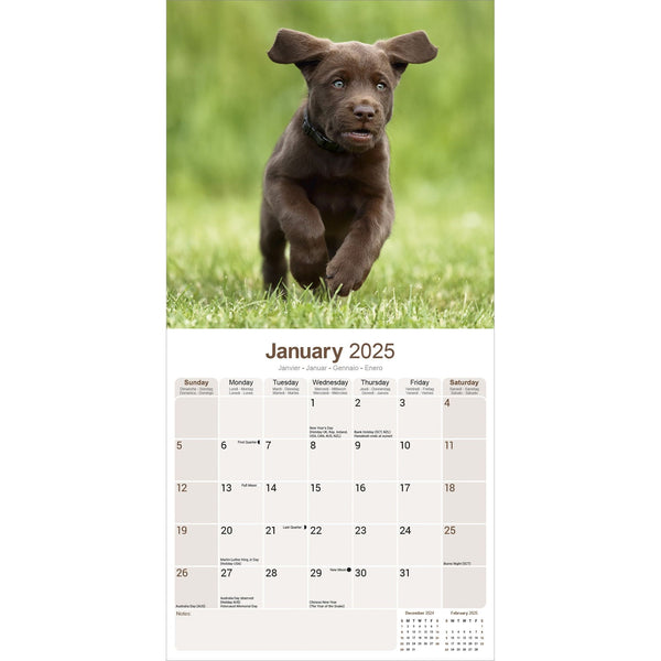 Chocolate Labrador Retriever Calendar 2025