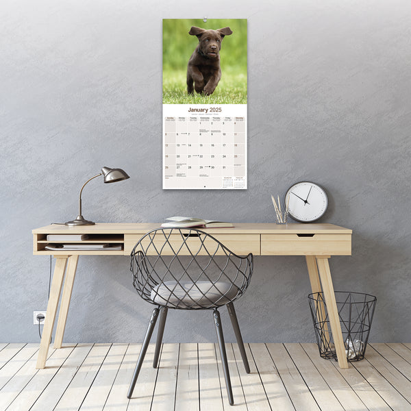 Chocolate Labrador Retriever Calendar 2025