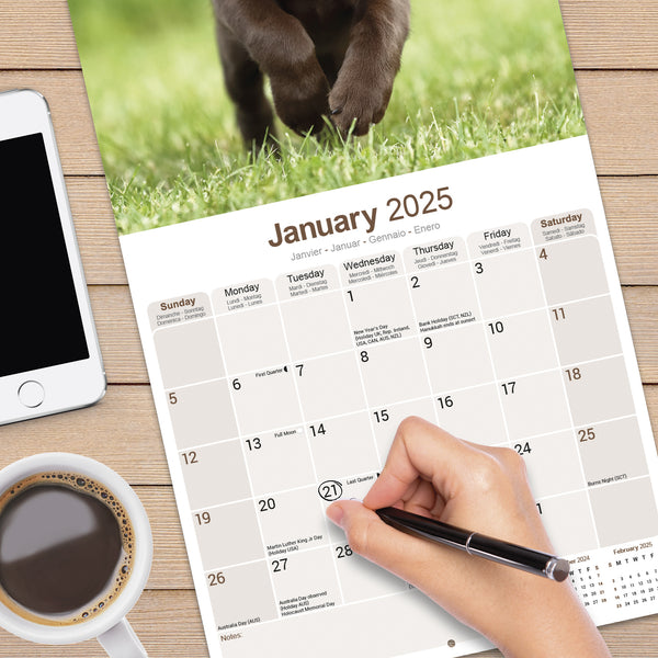 Chocolate Labrador Retriever Calendar 2025