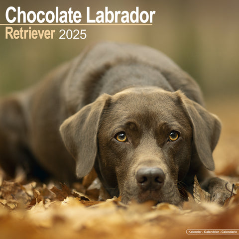 Chocolate Labrador Retriever Calendar 2025
