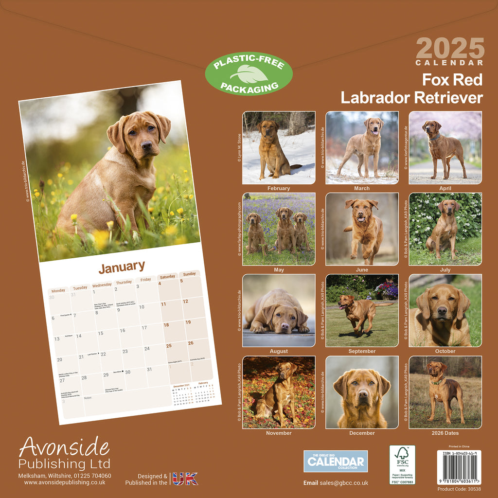Fox Red Labrador Retriever Calendar 2025 Avonside Publishing Ltd Labrador Calendar 2025 Uk