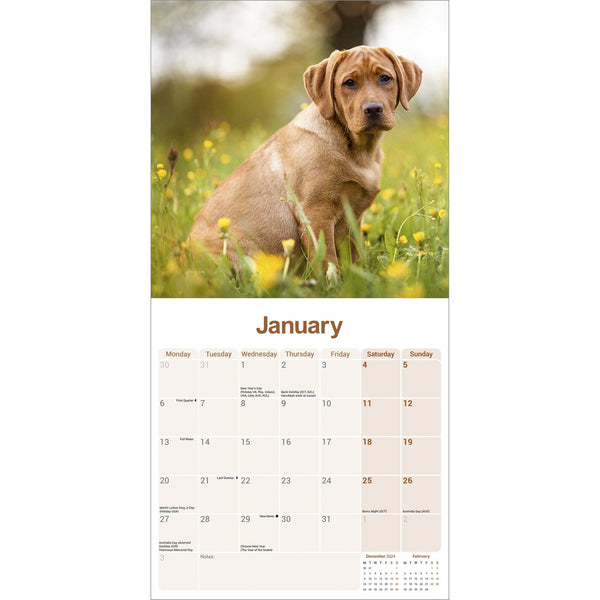 Fox Red Labrador Retriever Calendar 2025