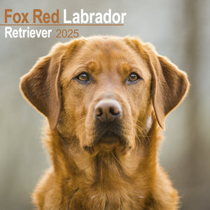 Fox Red Labrador Retriever Calendar 2025