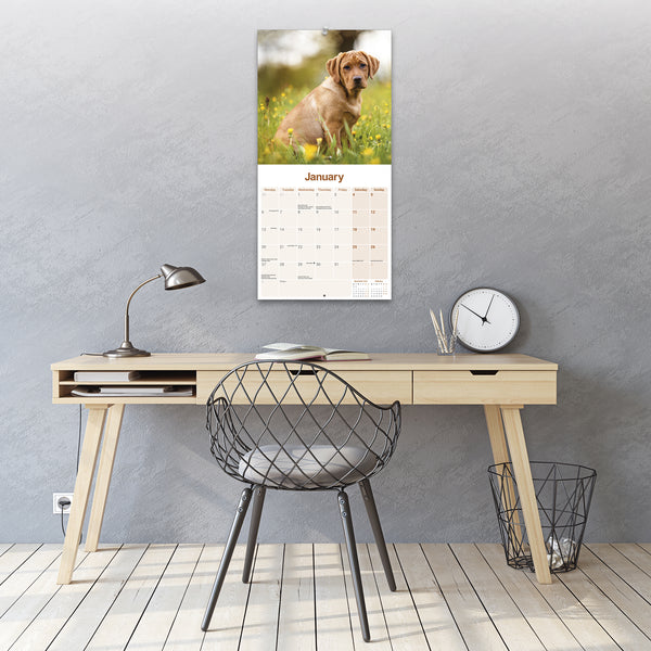 Fox Red Labrador Retriever Calendar 2025