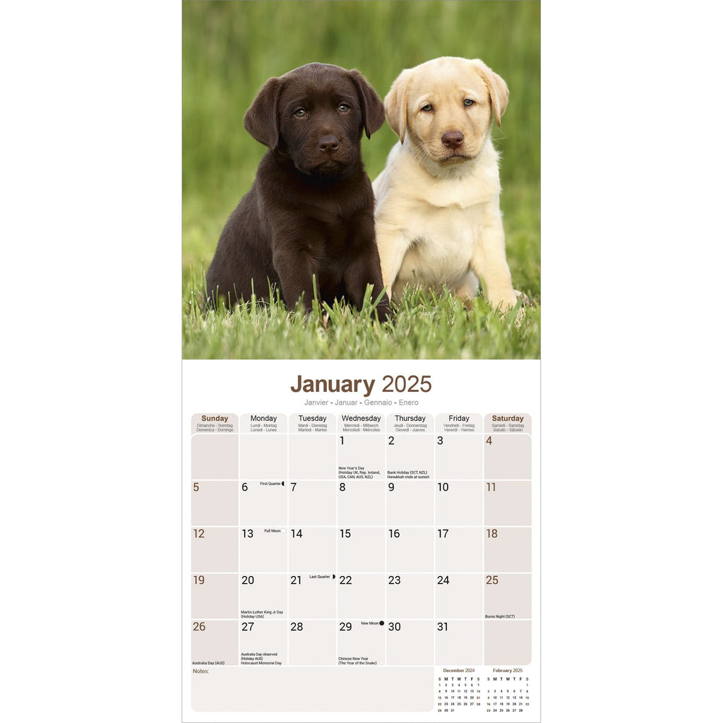 Labrador Retrievers Calendar 2025 Avonside Publishing Ltd