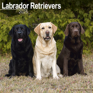 Labrador Retrievers Calendar 2025