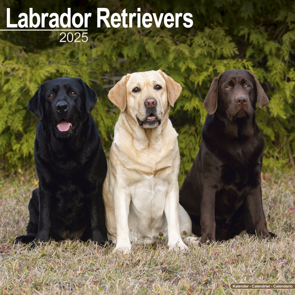 Labrador Retrievers Calendar 2025