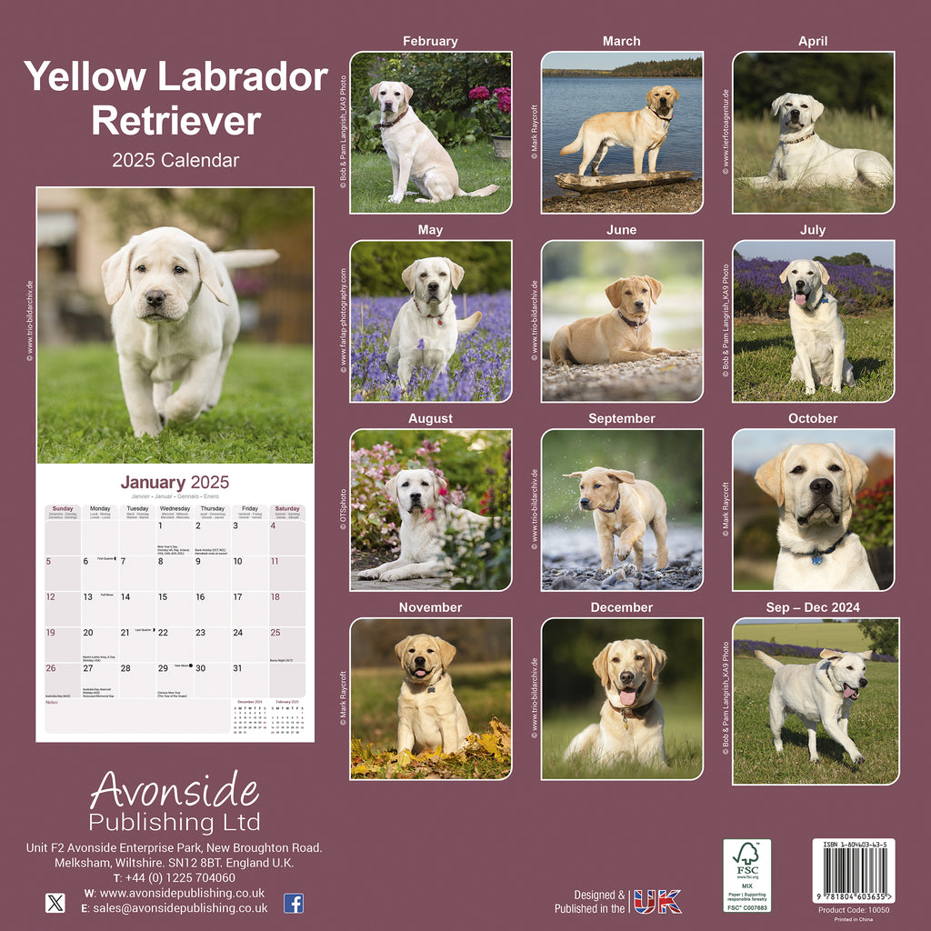 Yellow Labrador Retriever Calendar 2025 Avonside Publishing Ltd