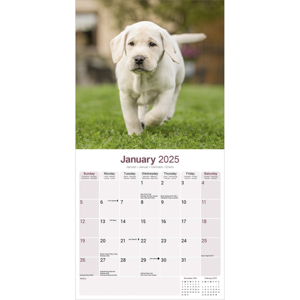 Yellow Labrador Retriever Calendar 2025 Avonside Publishing Ltd