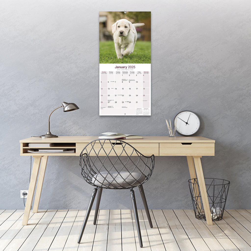 Yellow Labrador Retriever Calendar 2025 Avonside Publishing Ltd