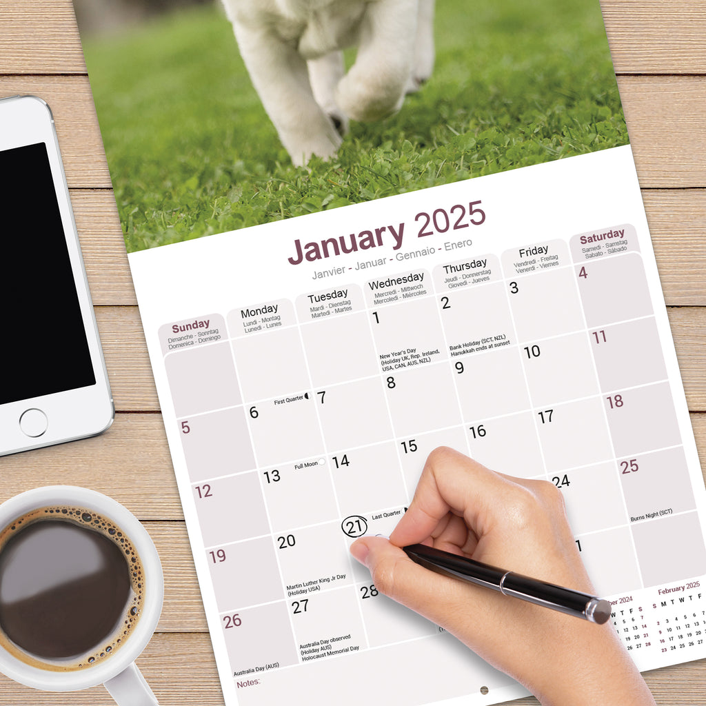 Yellow Labrador Retriever Calendar 2025 Avonside Publishing Ltd