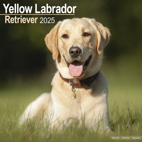 Yellow Labrador Retriever Calendar 2025