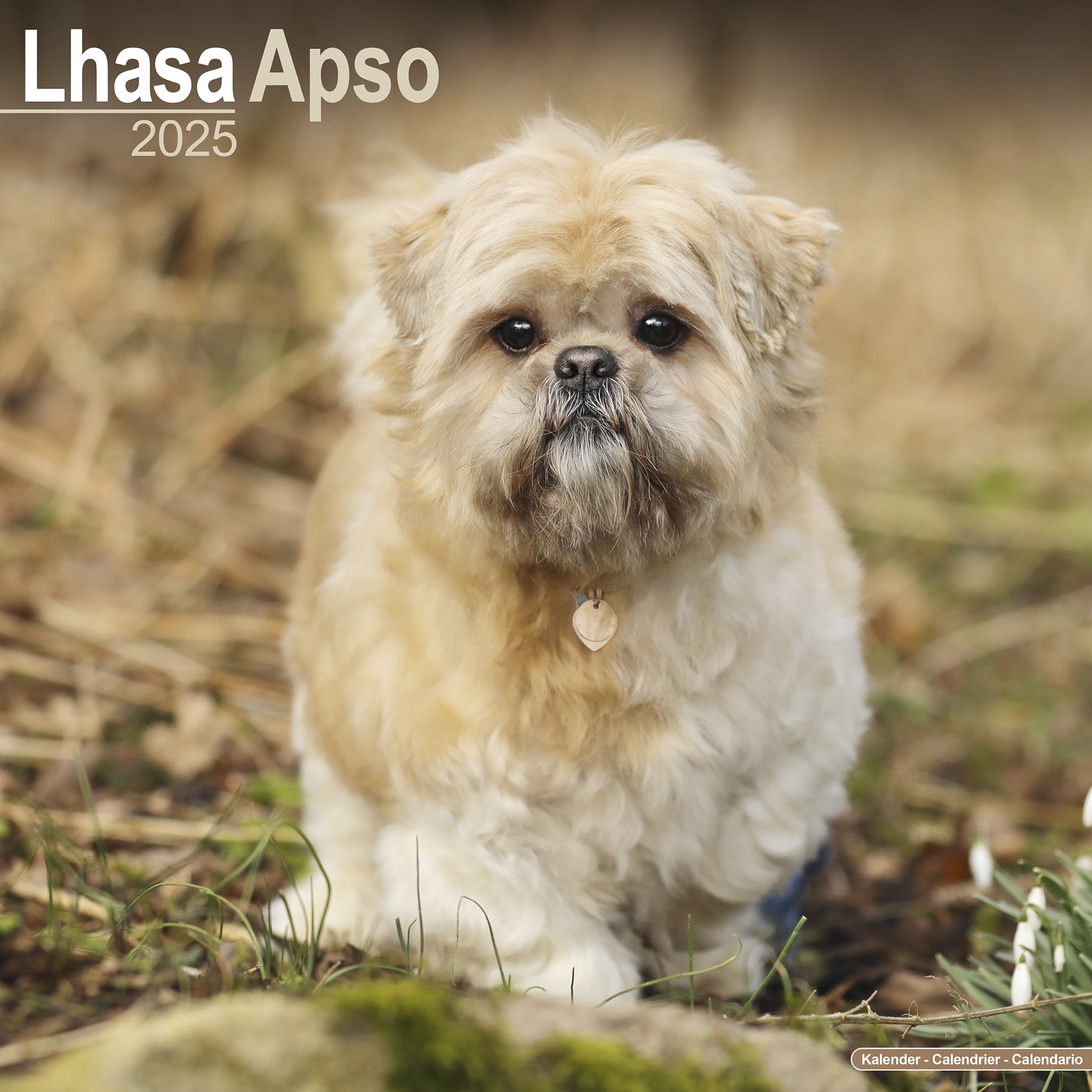 Lhasa Apso Calendar 2025 Avonside Publishing Ltd