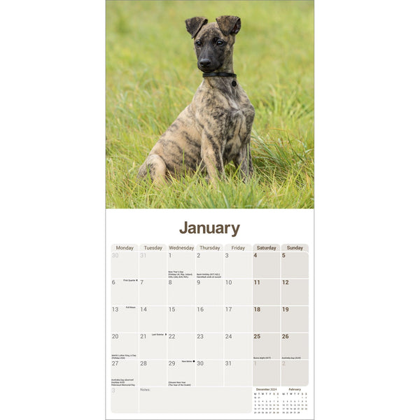 Lurcher Calendar 2025