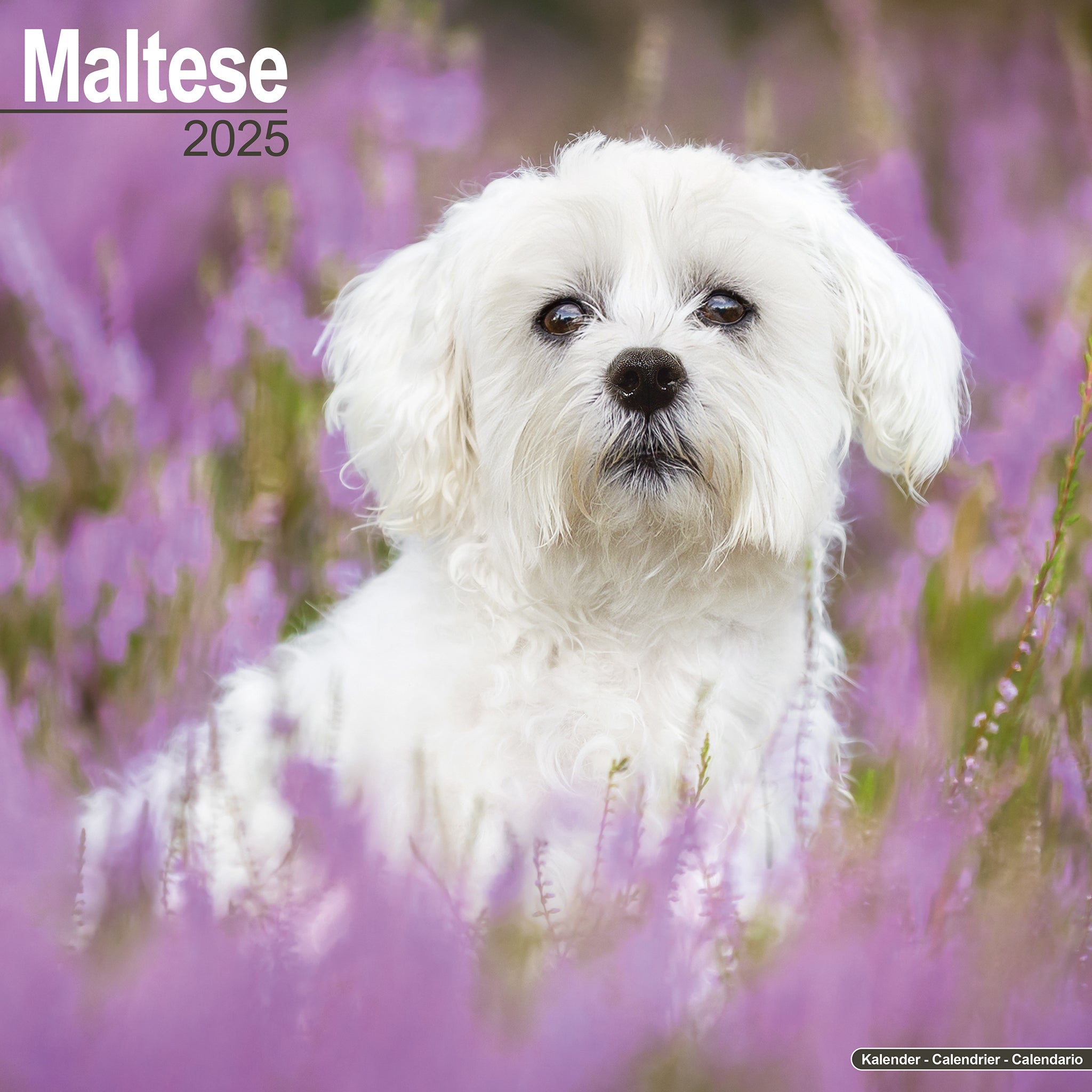 Maltese Calendar 2025 Avonside Publishing Ltd