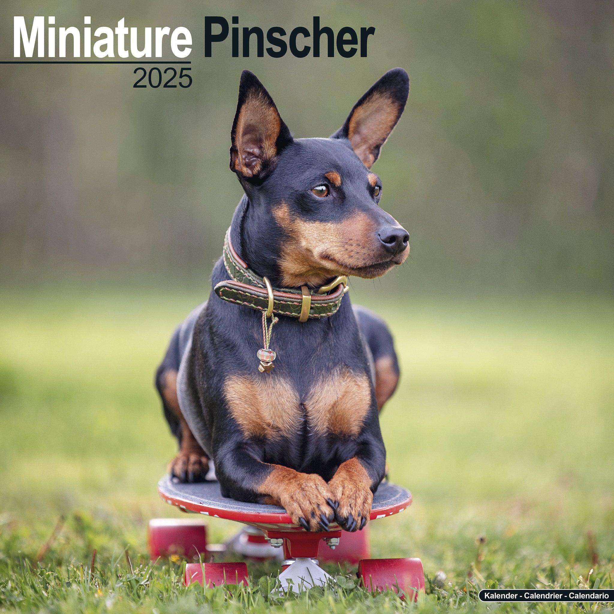 Miniature Pinscher Calendar 2025 Avonside Publishing Ltd