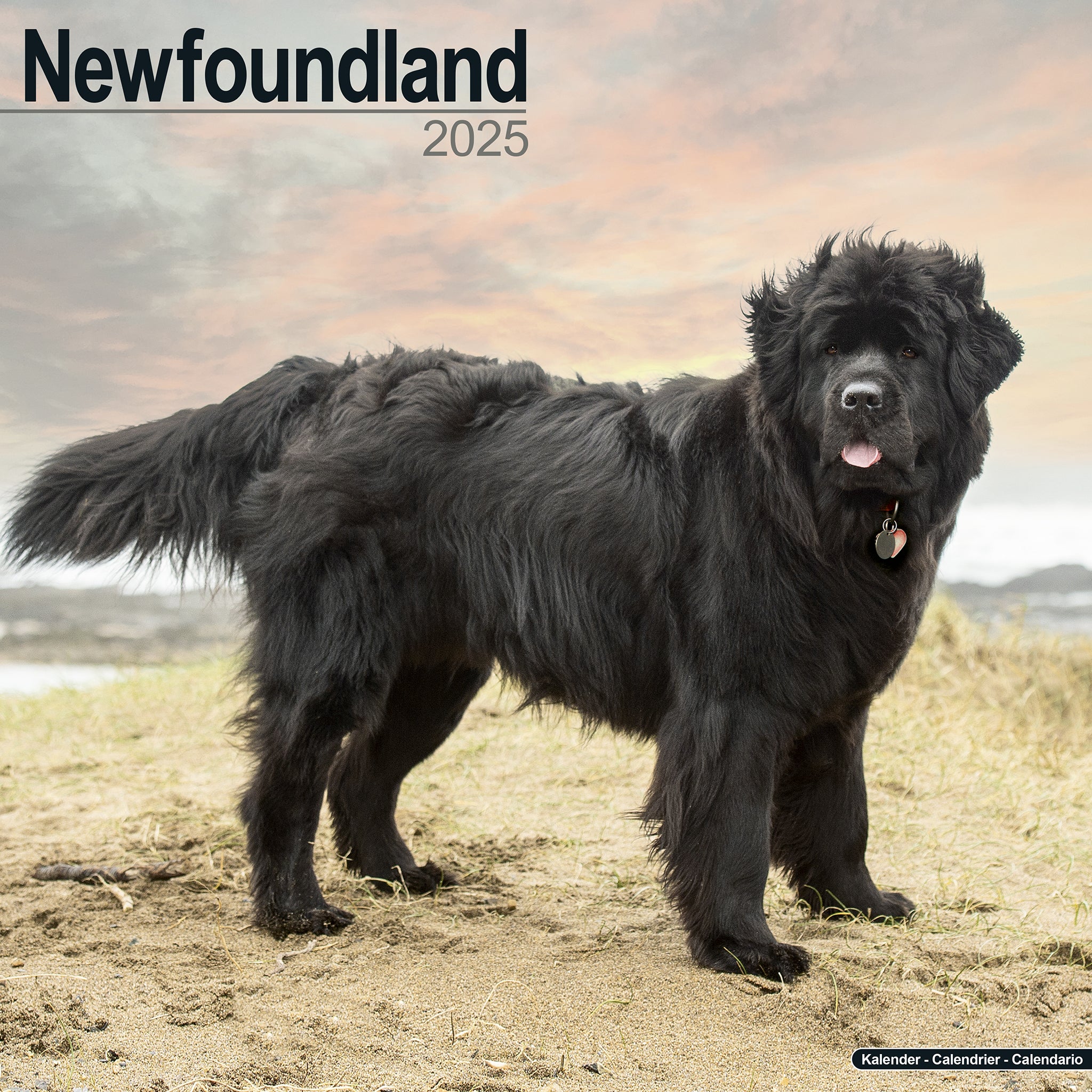 Newfoundland Calendar 2025 Avonside Publishing Ltd