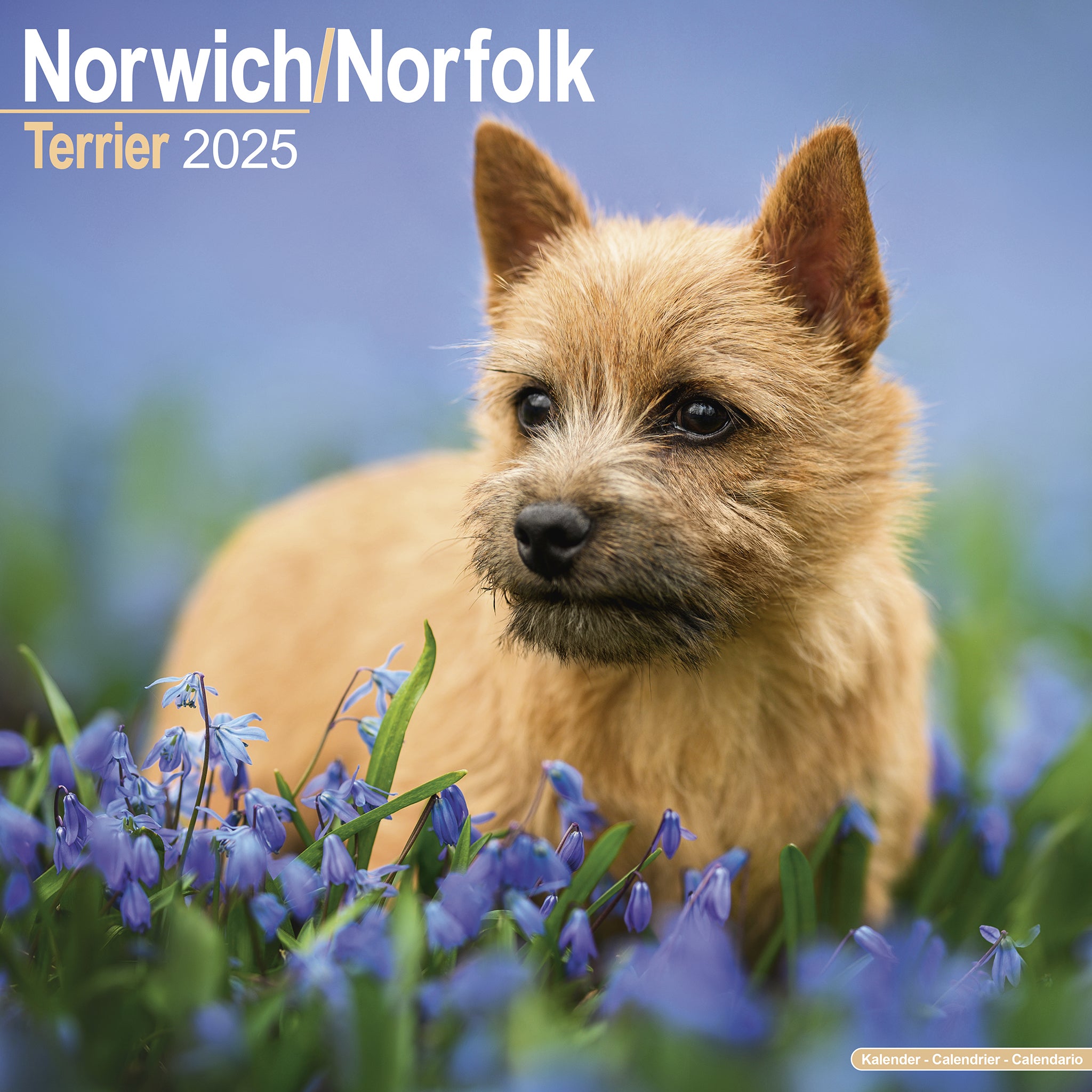 Norwich Norfolk Terrier Calendar 2025