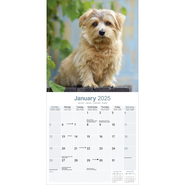 Norwich Norfolk Terrier Calendar 2025