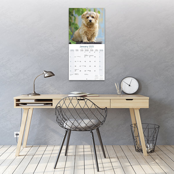 Norwich Norfolk Terrier Calendar 2025