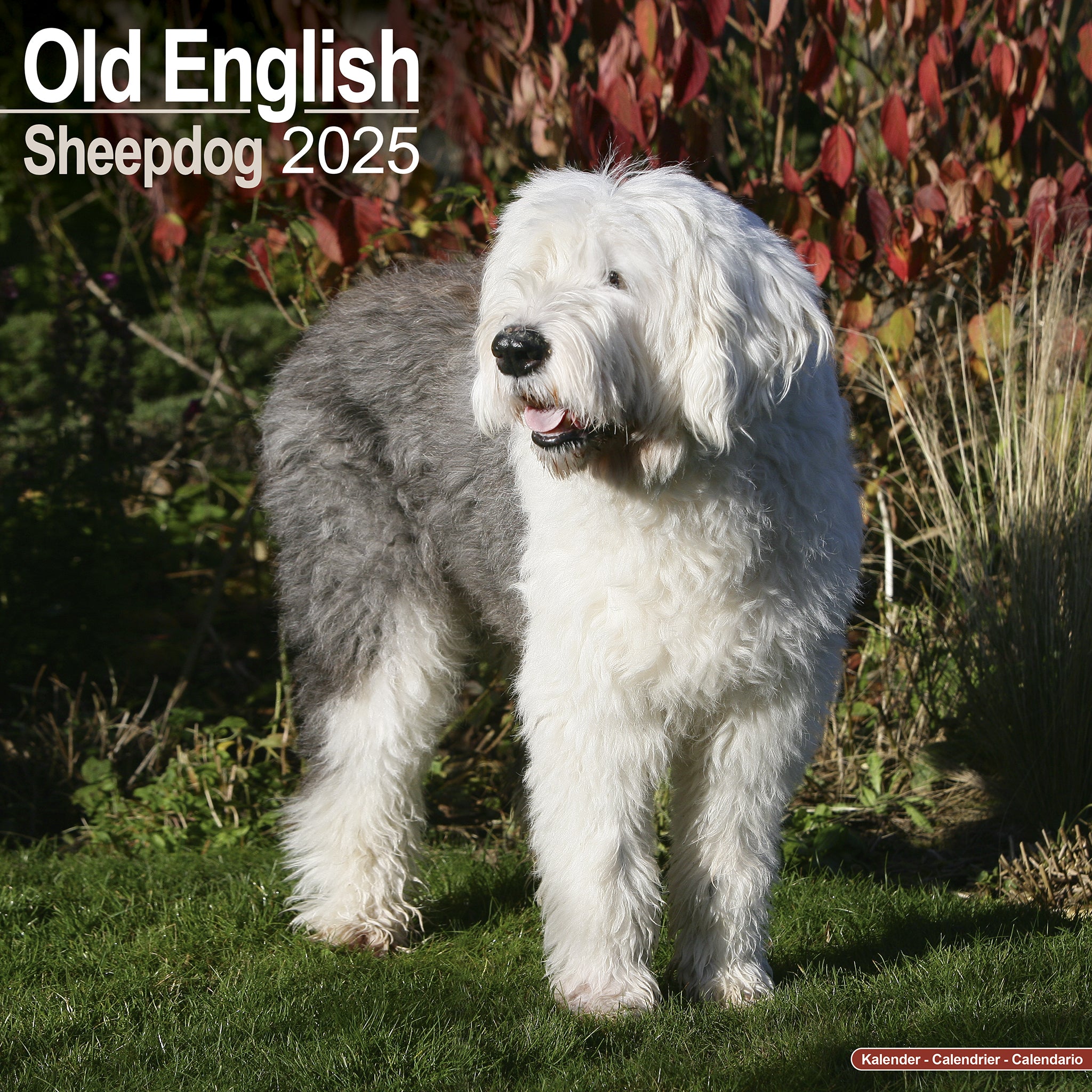 Old English Sheepdog Calendar 2025 Avonside Publishing Ltd