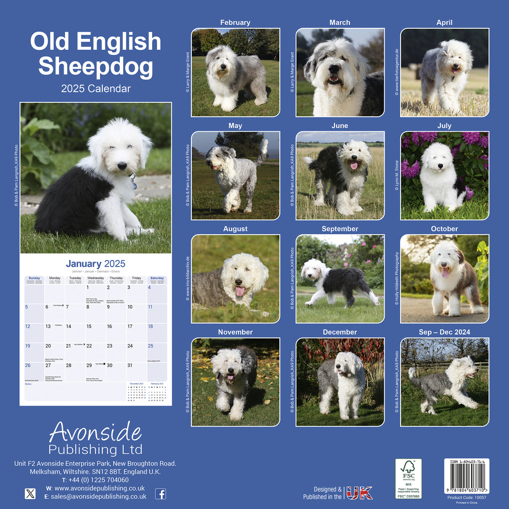 Old English Sheepdog Calendar 2025 Avonside Publishing Ltd