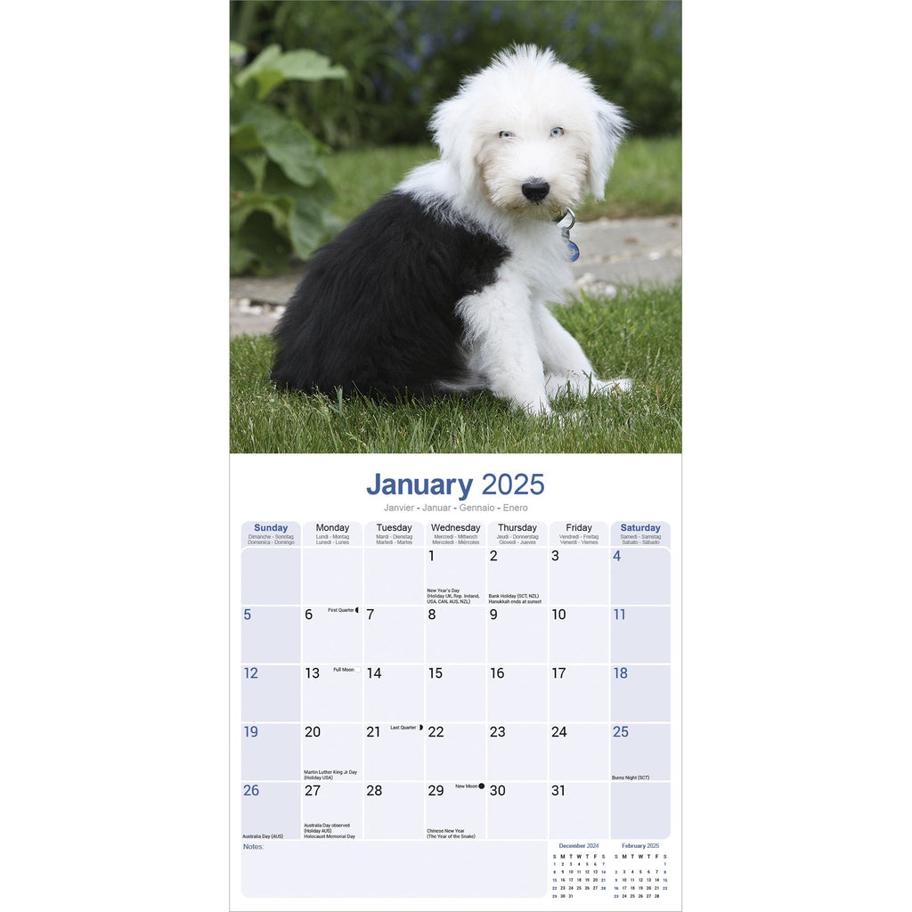 Old English Sheepdog Calendar 2025 Avonside Publishing Ltd