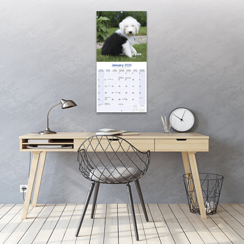 Old English Sheepdog Calendar 2025 Avonside Publishing Ltd