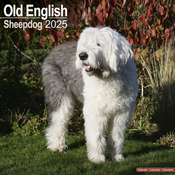 Old English Sheepdog Calendar 2025