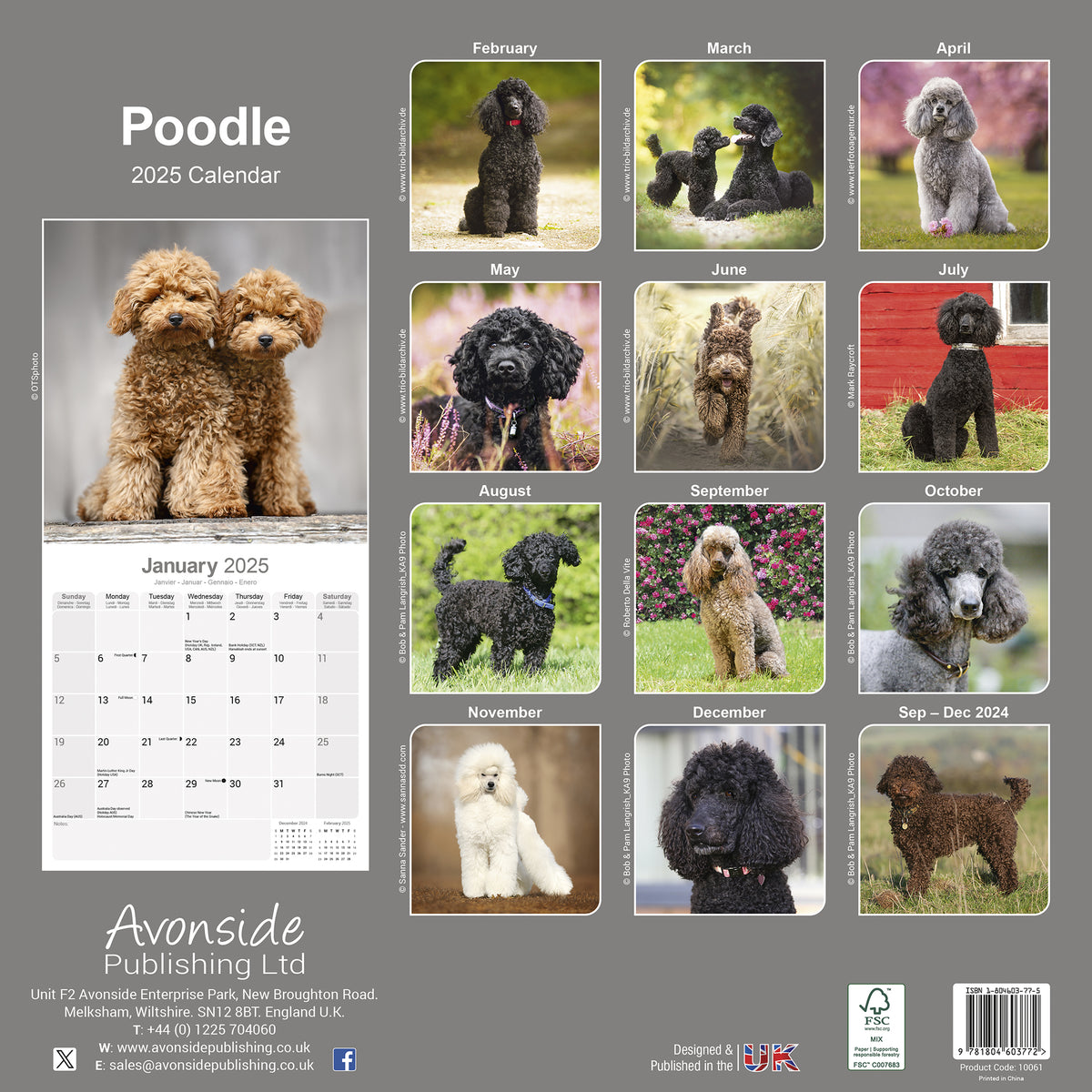 Poodle Calendar 2025 – Avonside Publishing Ltd