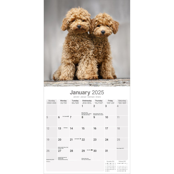 Poodle Calendar 2025